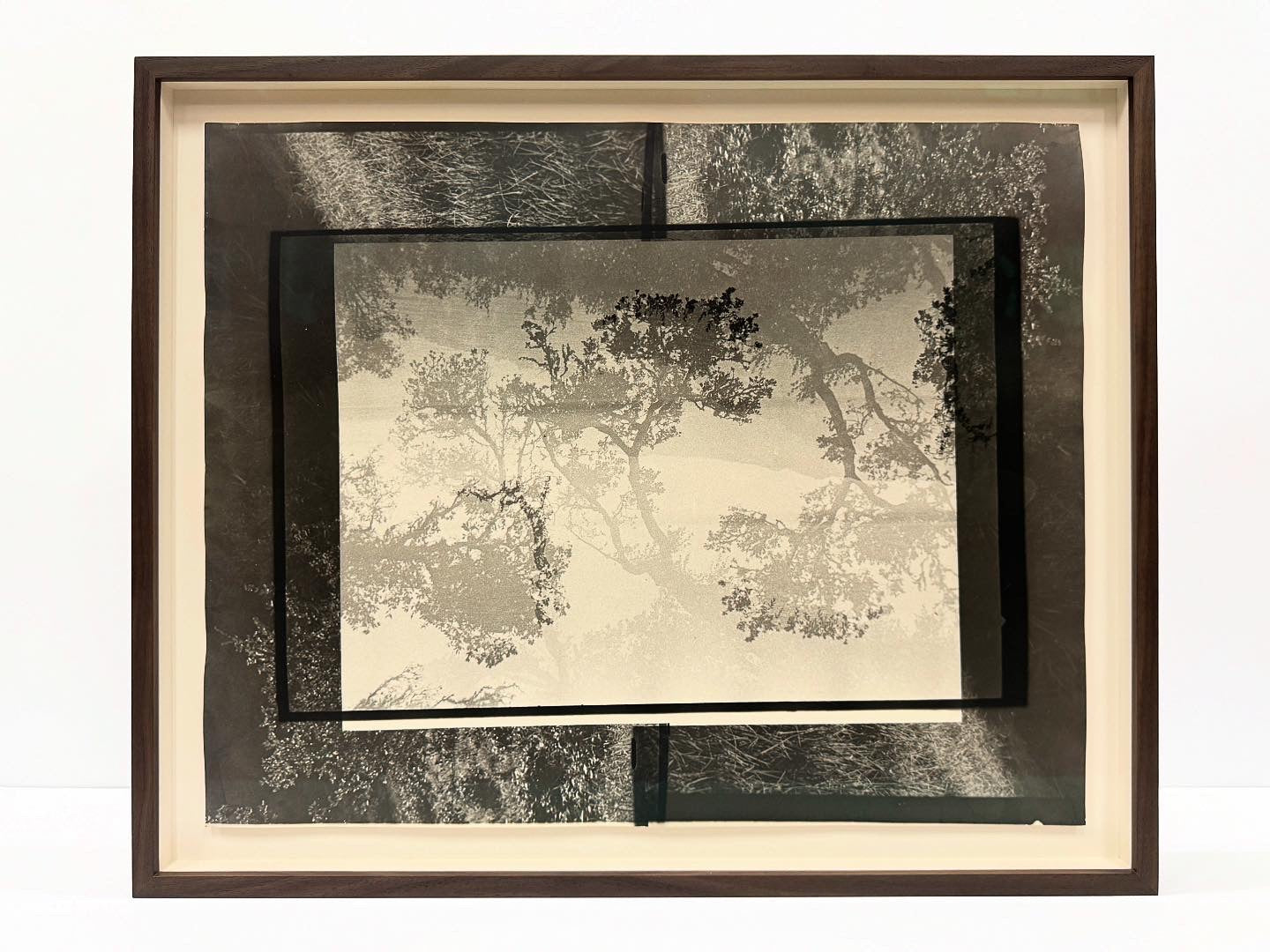 Beatrice Thornton, Coryphantic Trees, 2024