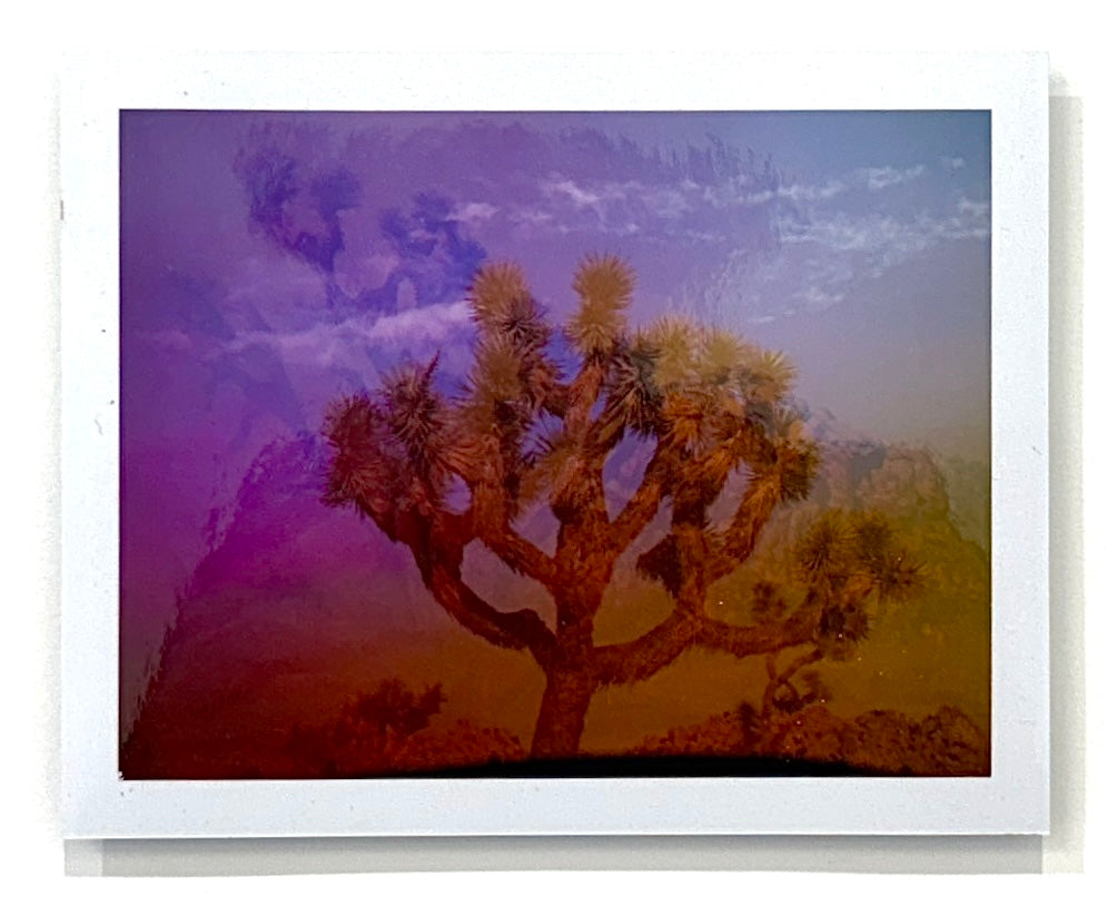 Lani Rozvar, Joshua Tree, 2022