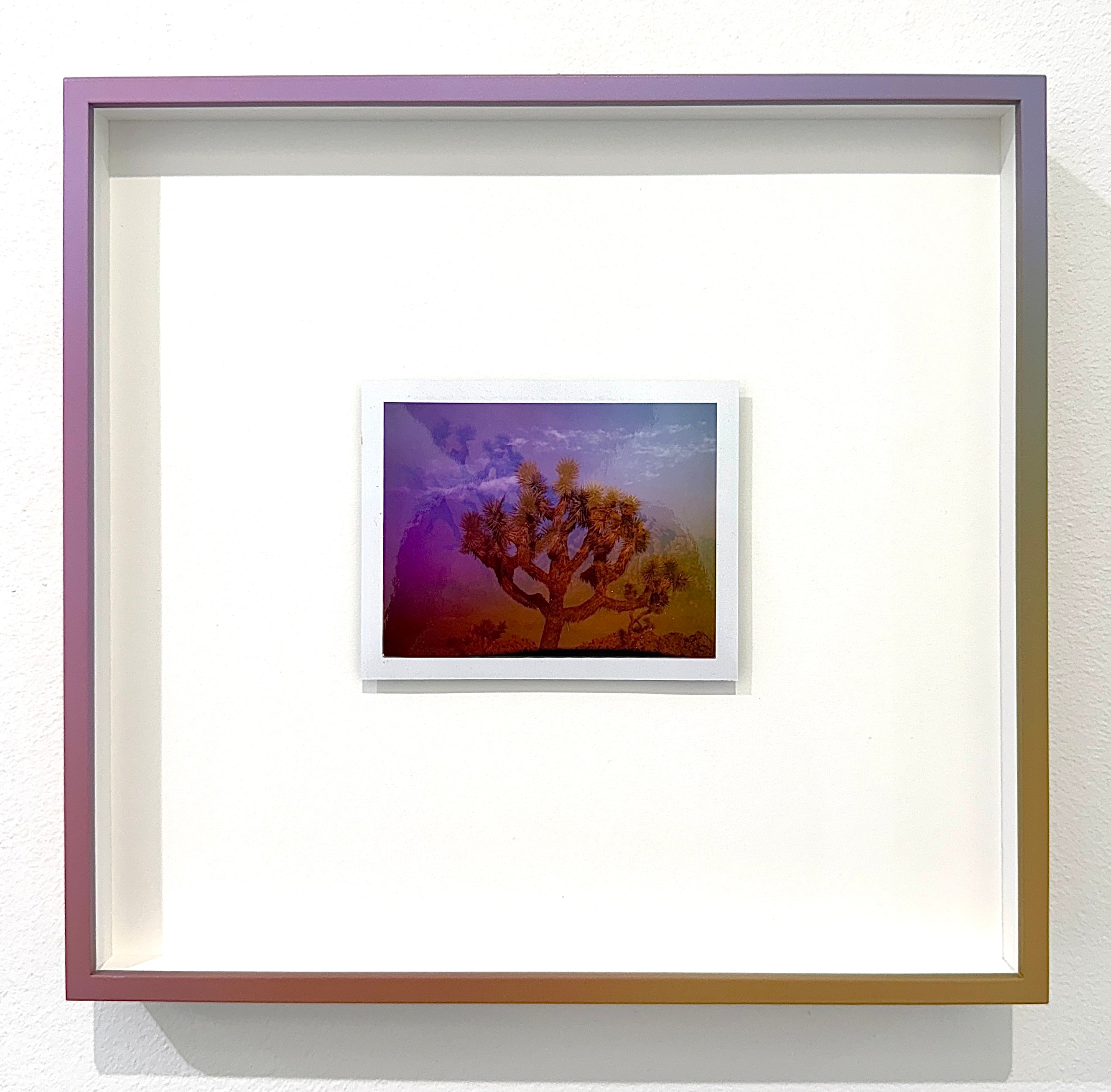 Lani Rozvar, Joshua Tree, 2022