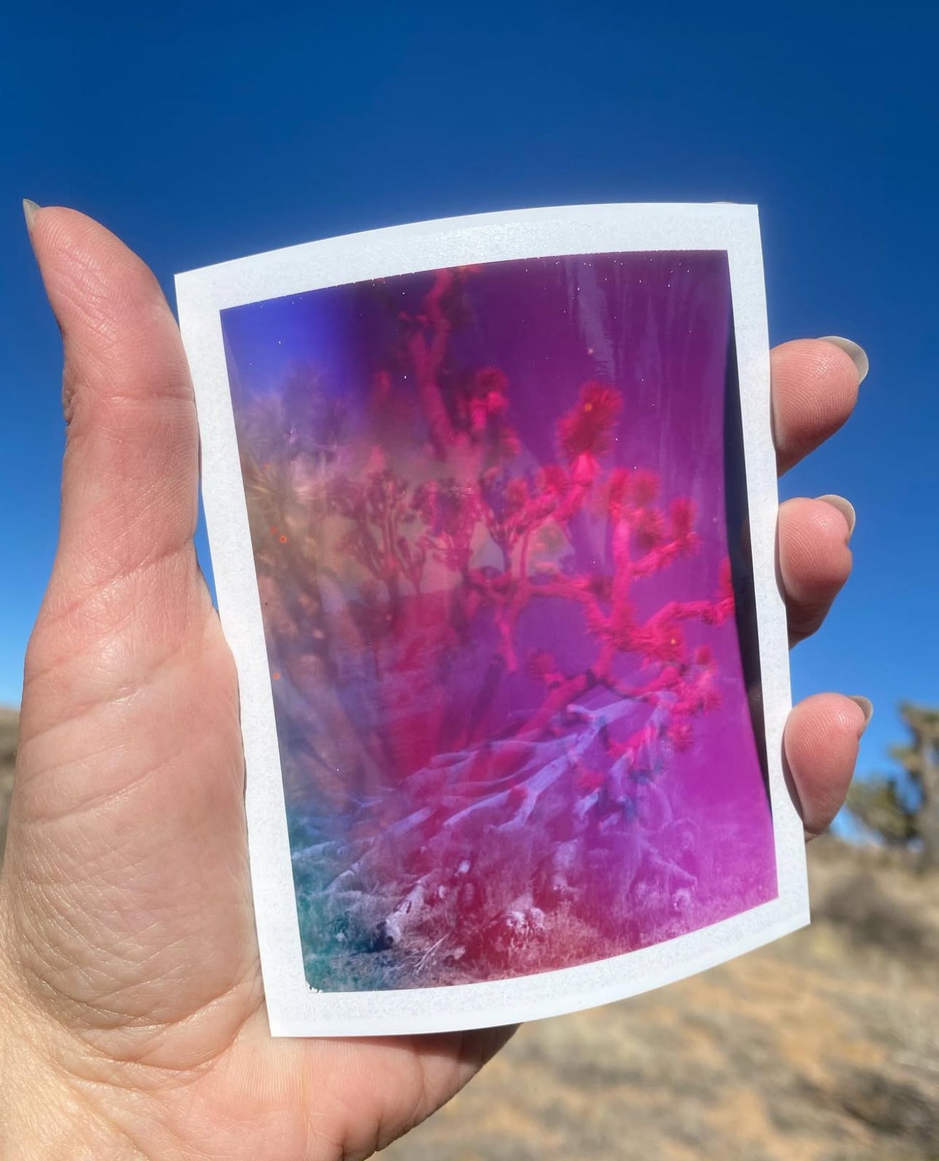 Lani Rozvar, Joshua Tree, 2022